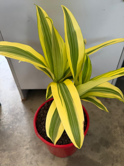 Dracaena fragrans 'Massangeana' (Happy Plant) totem Special