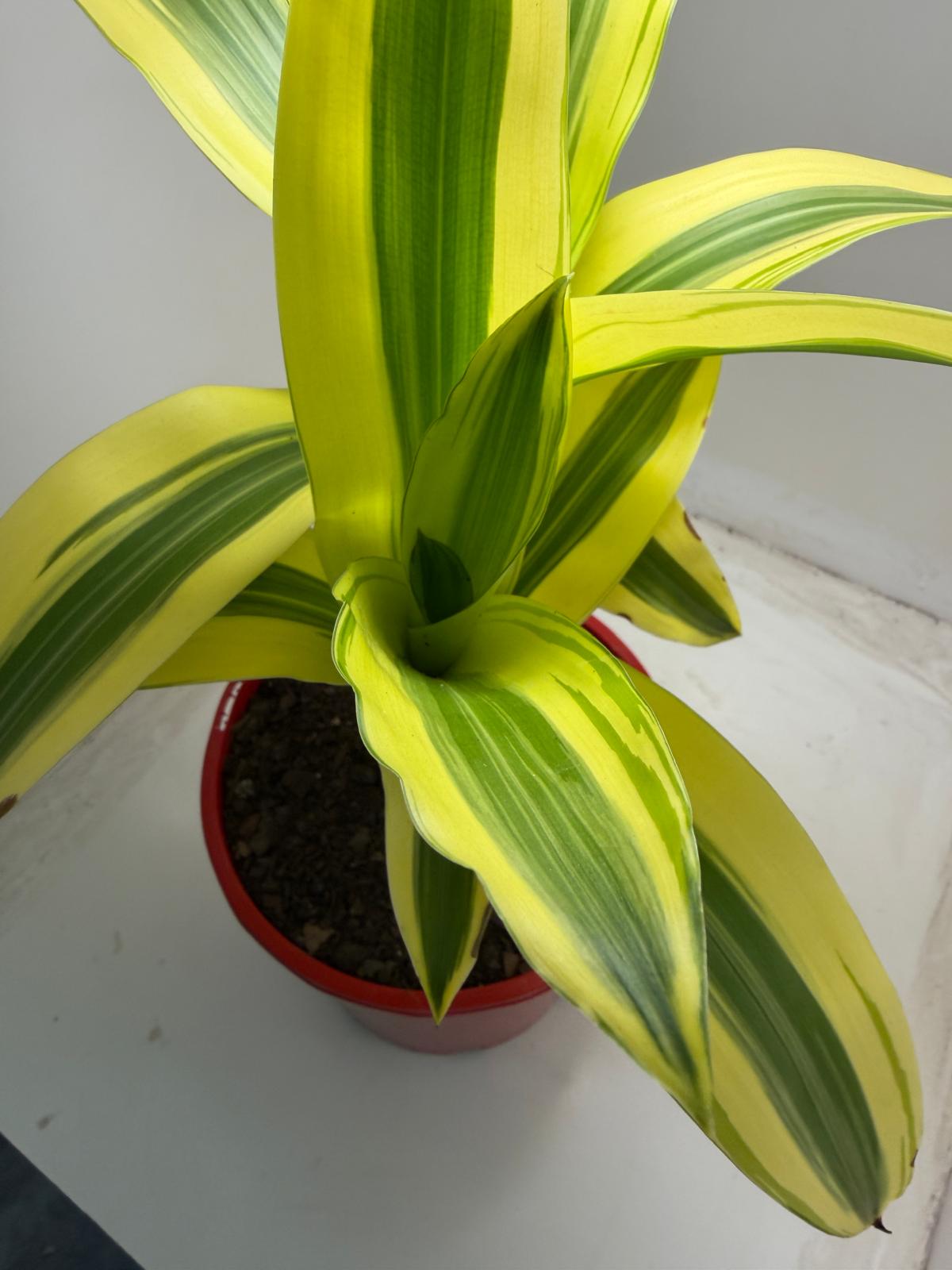Dracaena fragrans 'Massangeana' (Happy Plant) totem Special