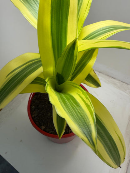 Dracaena fragrans 'Massangeana' (Happy Plant) totem Special