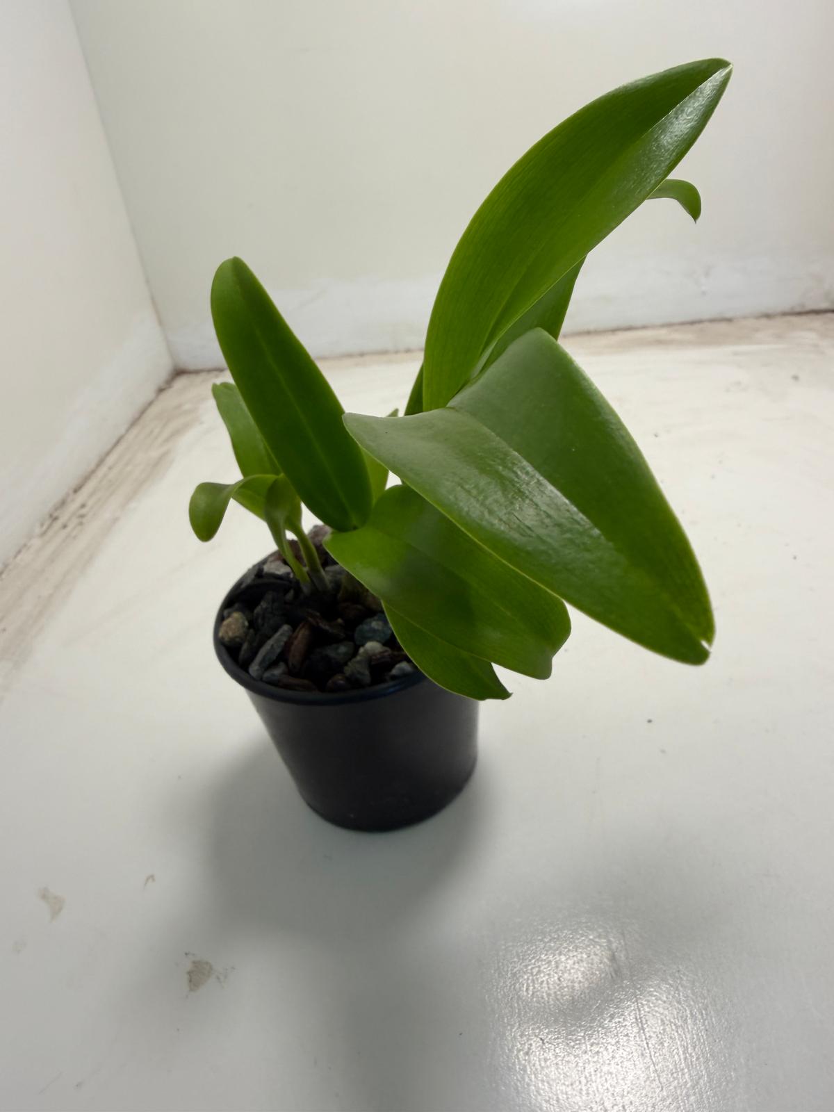 Den Everlasting Love | 70mm