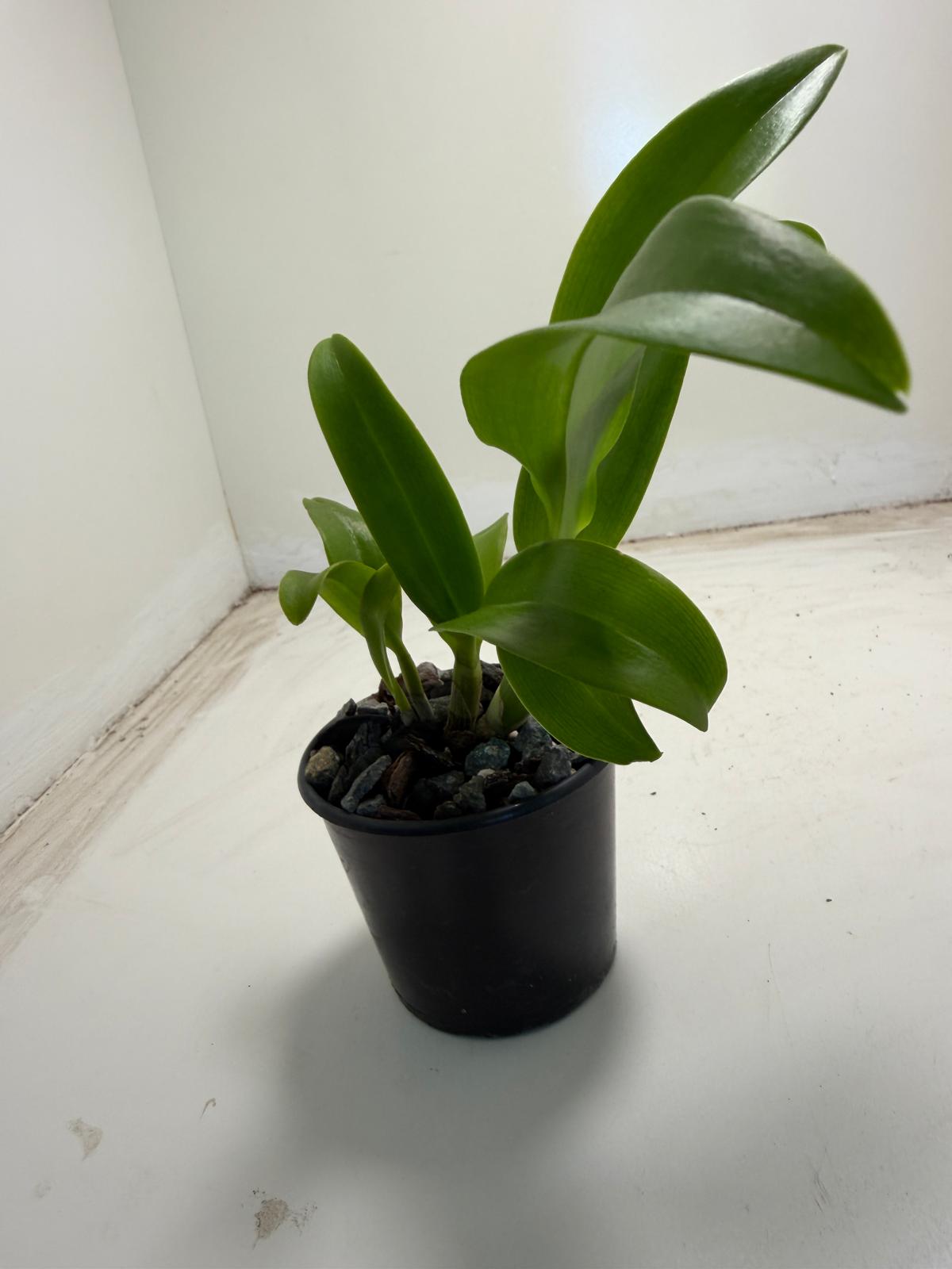 Den Everlasting Love | 70mm