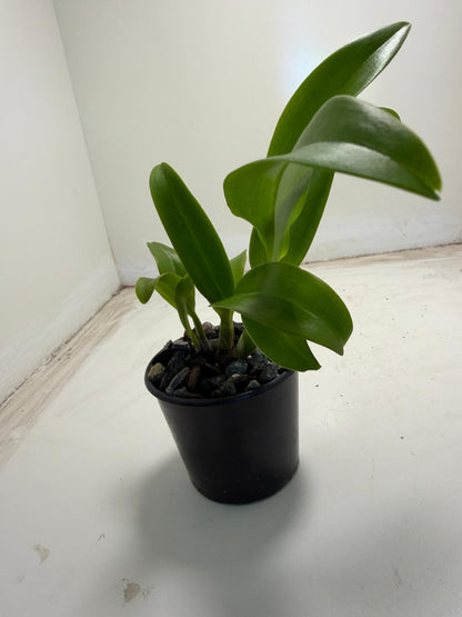 Den Everlasting Love | 70mm