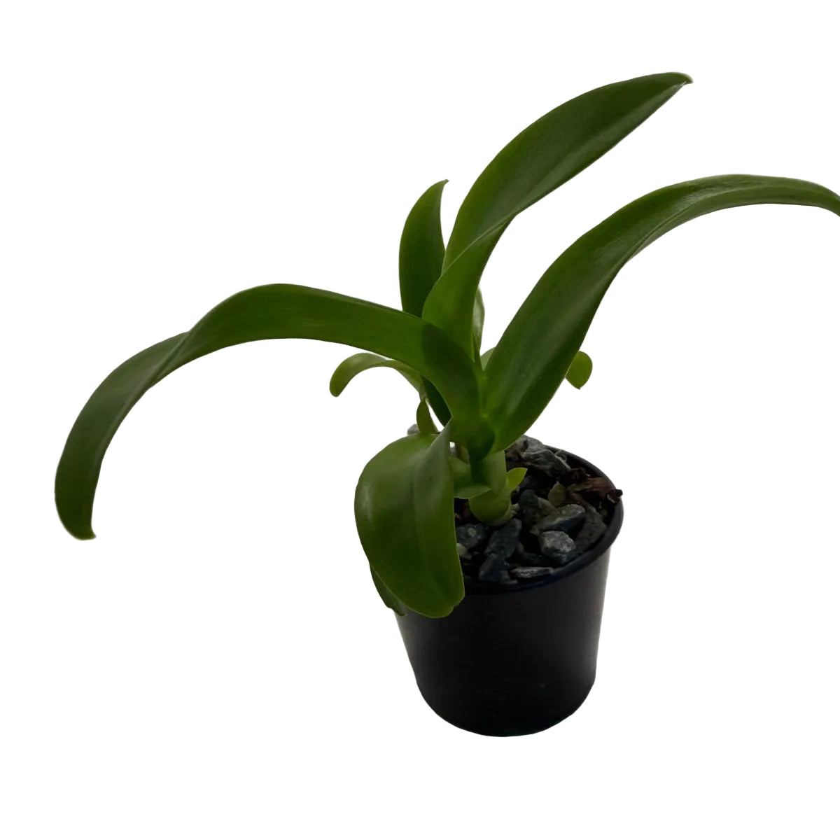 Den Everlasting Love | 70mm