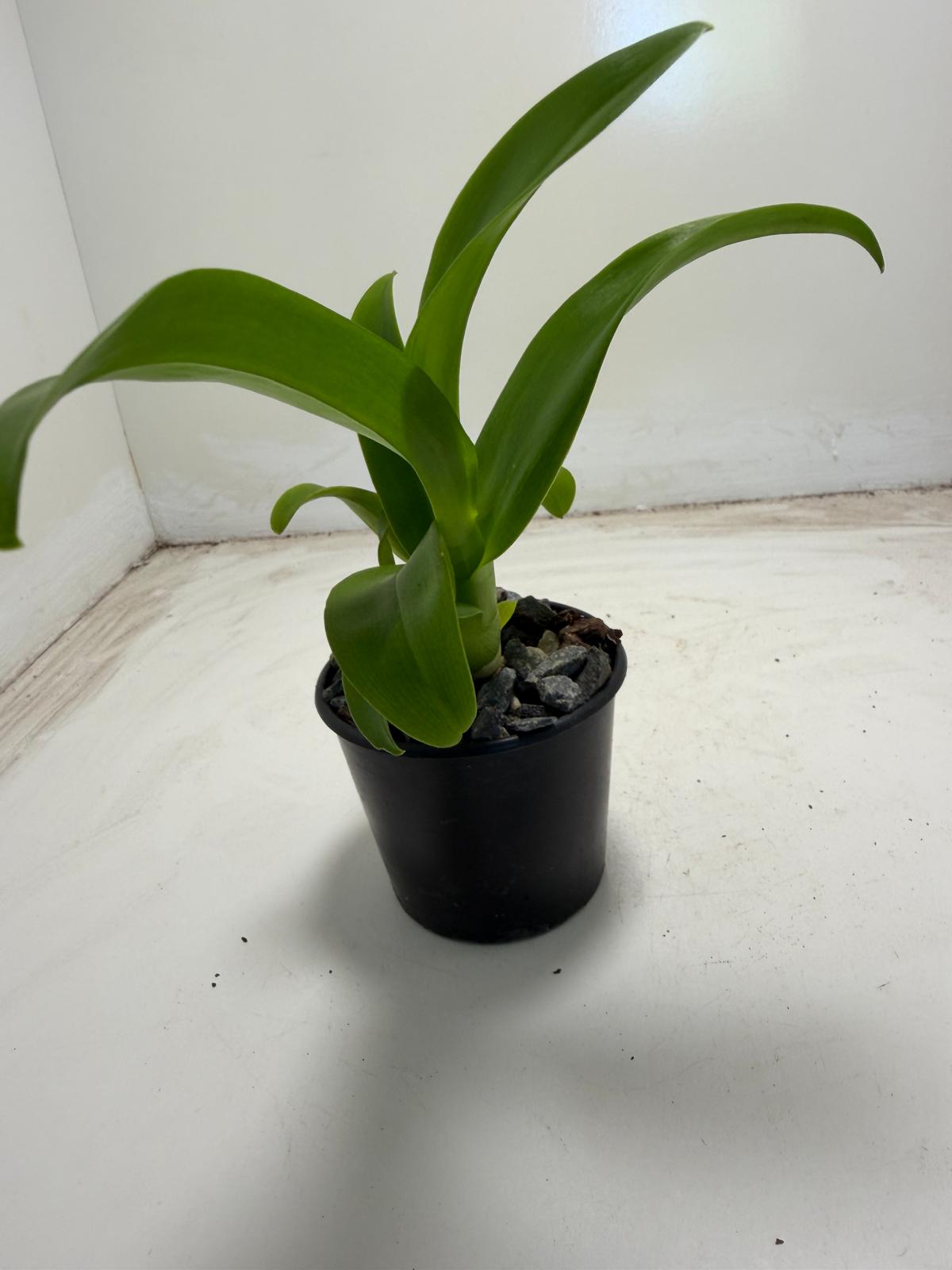 Den Everlasting Love | 70mm