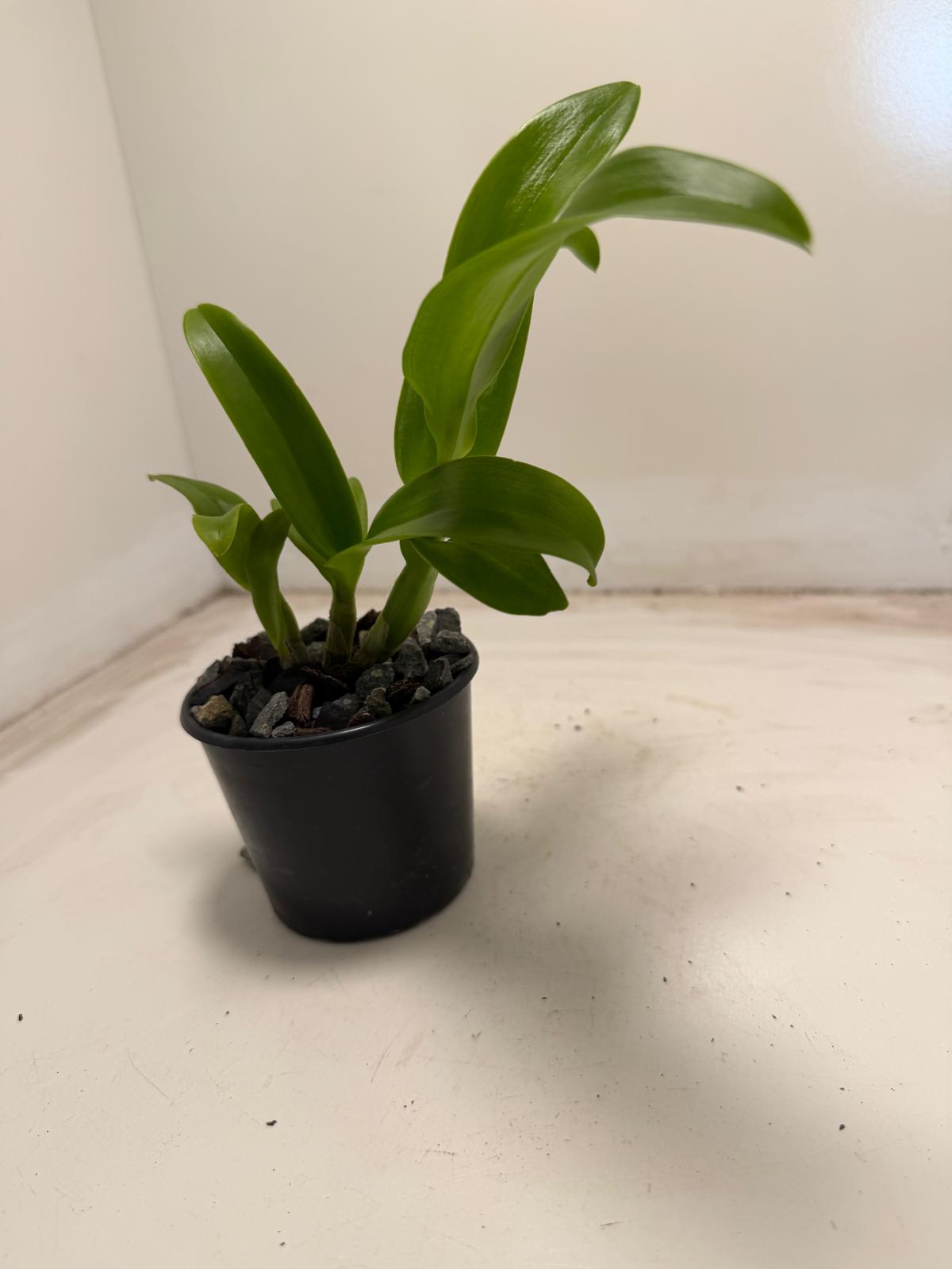 Den Everlasting Love | 70mm