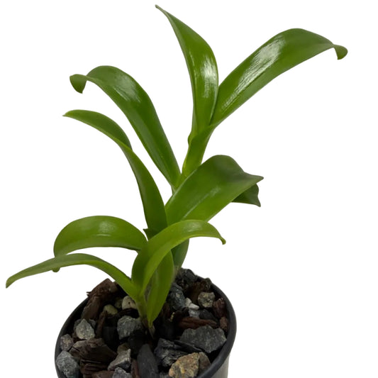 Den Everlasting Love | 70mm