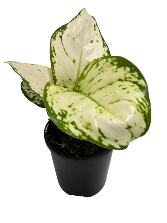 Aglaonema white Valentine | 100mm