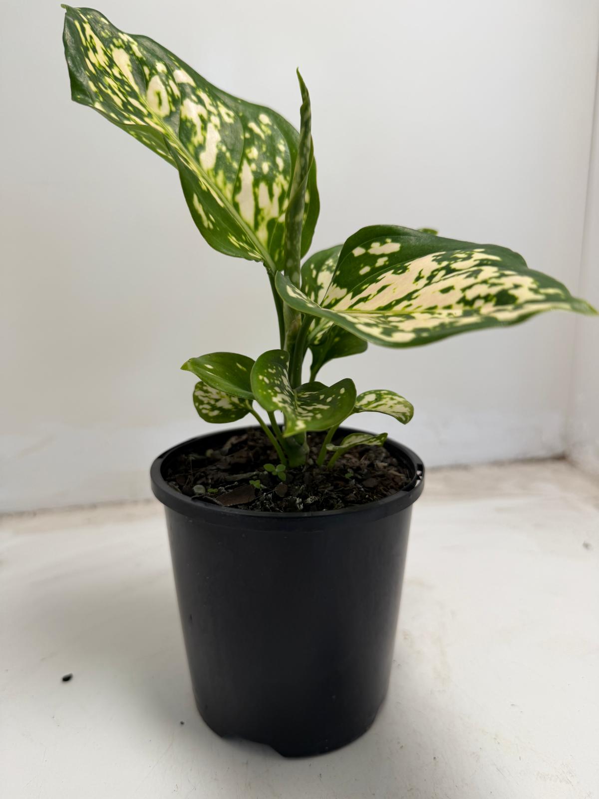 Aglaonema eileen | 100mm