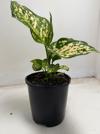 Aglaonema eileen | 100mm