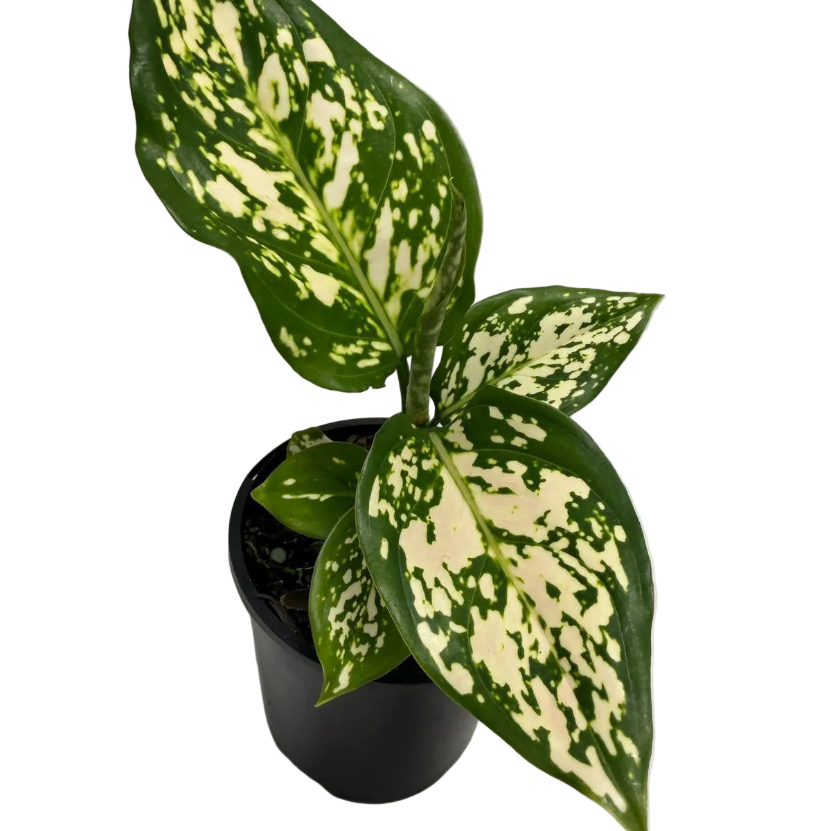 Aglaonema eileen | 100mm