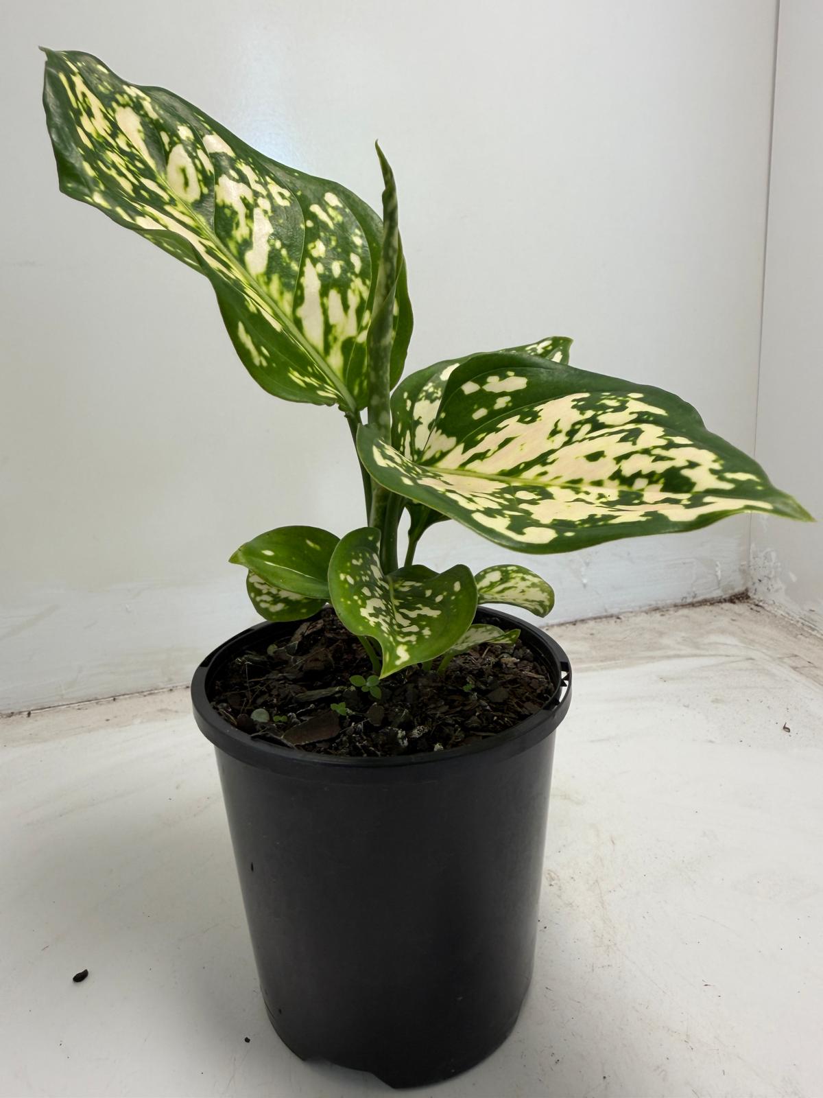 Aglaonema eileen | 100mm
