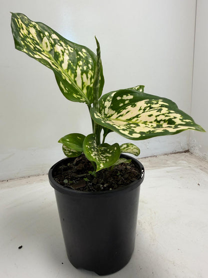 Aglaonema eileen | 100mm