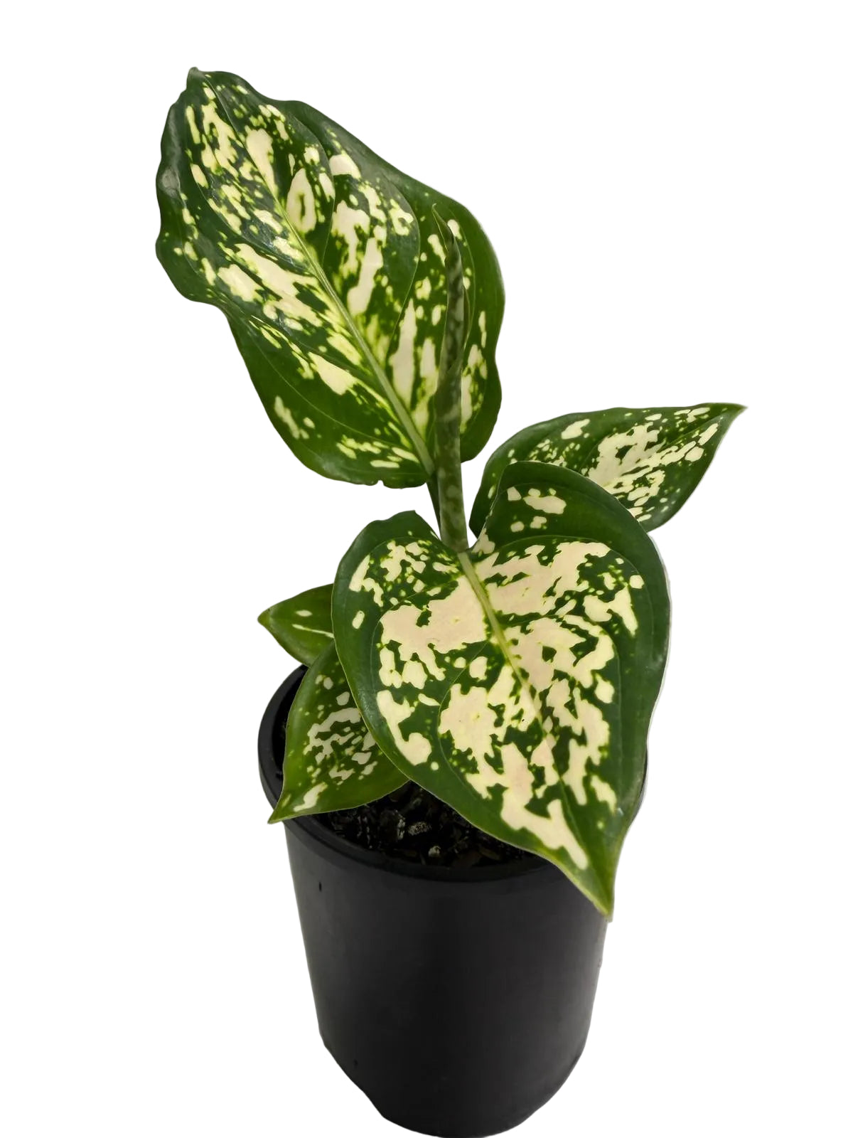 Aglaonema eileen | 100mm
