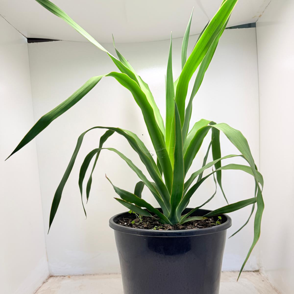 Dracaena Dragon tree | 230mm