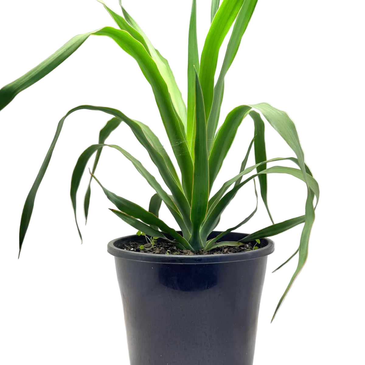 Dracaena Dragon tree | 230mm