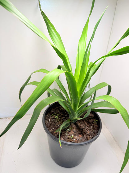 Dracaena Dragon tree | 230mm