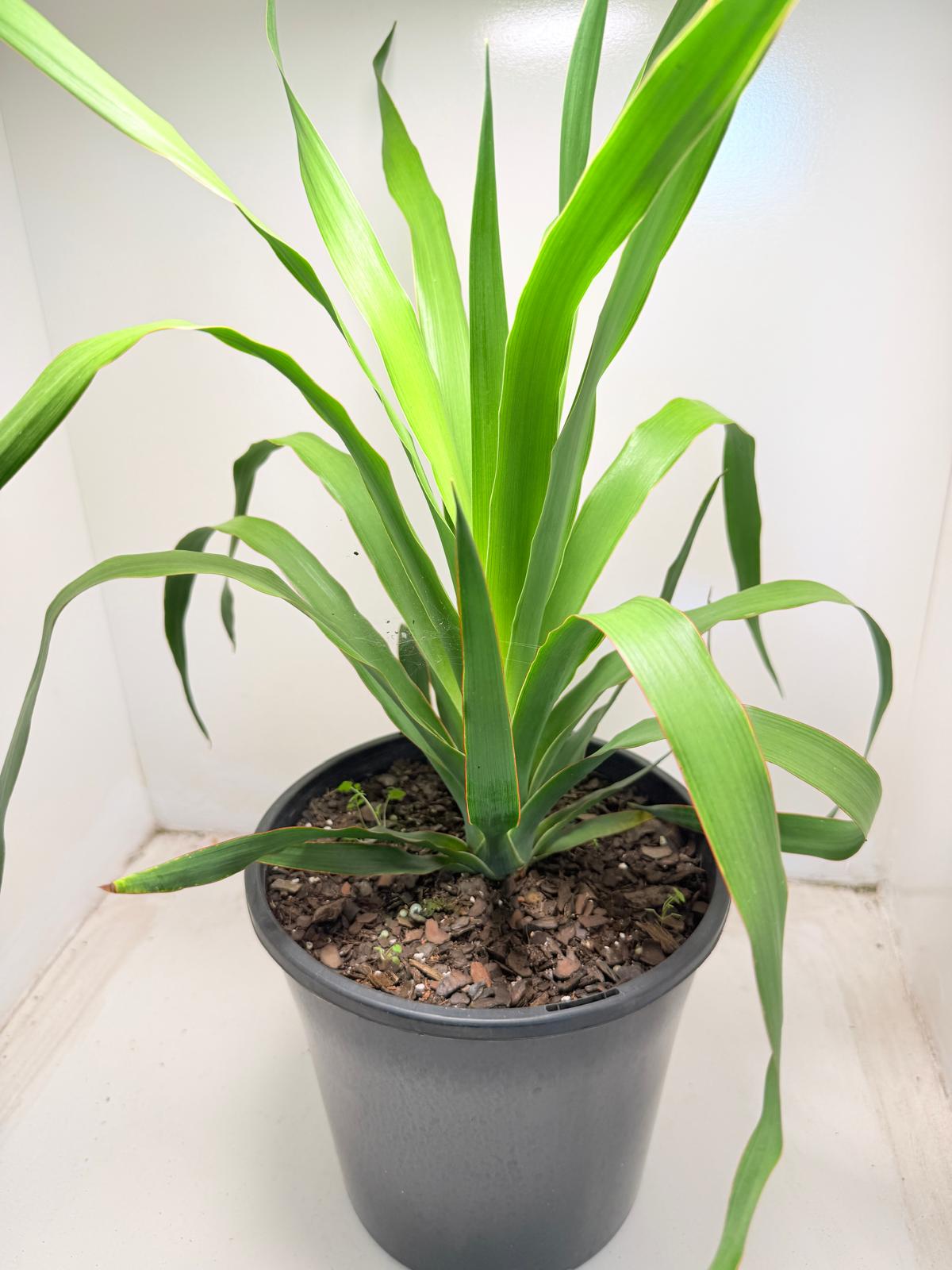 Dracaena Dragon tree | 230mm