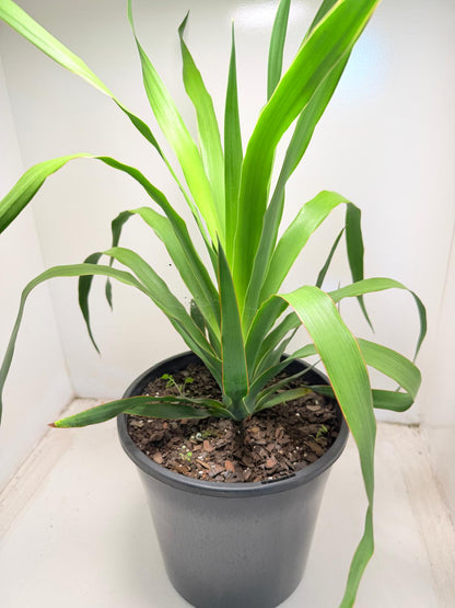 Dracaena Dragon tree | 230mm