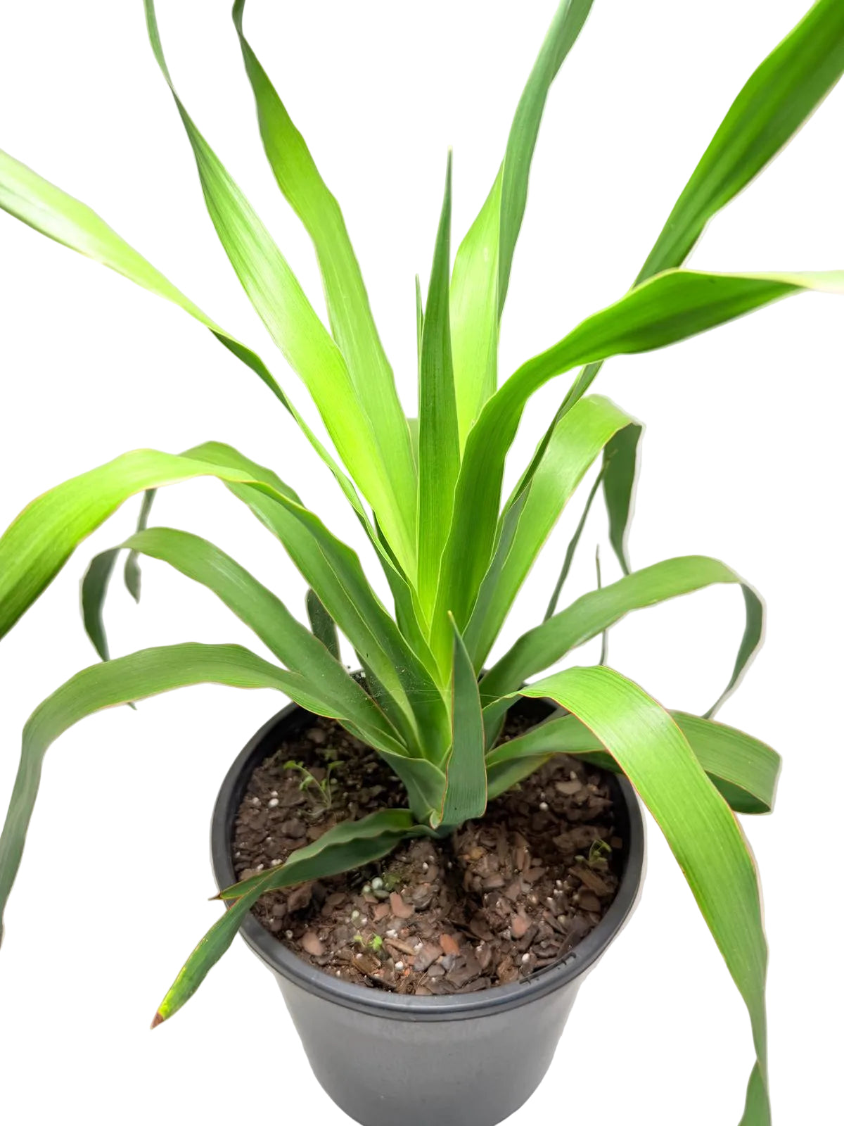 Dracaena Dragon tree | 230mm