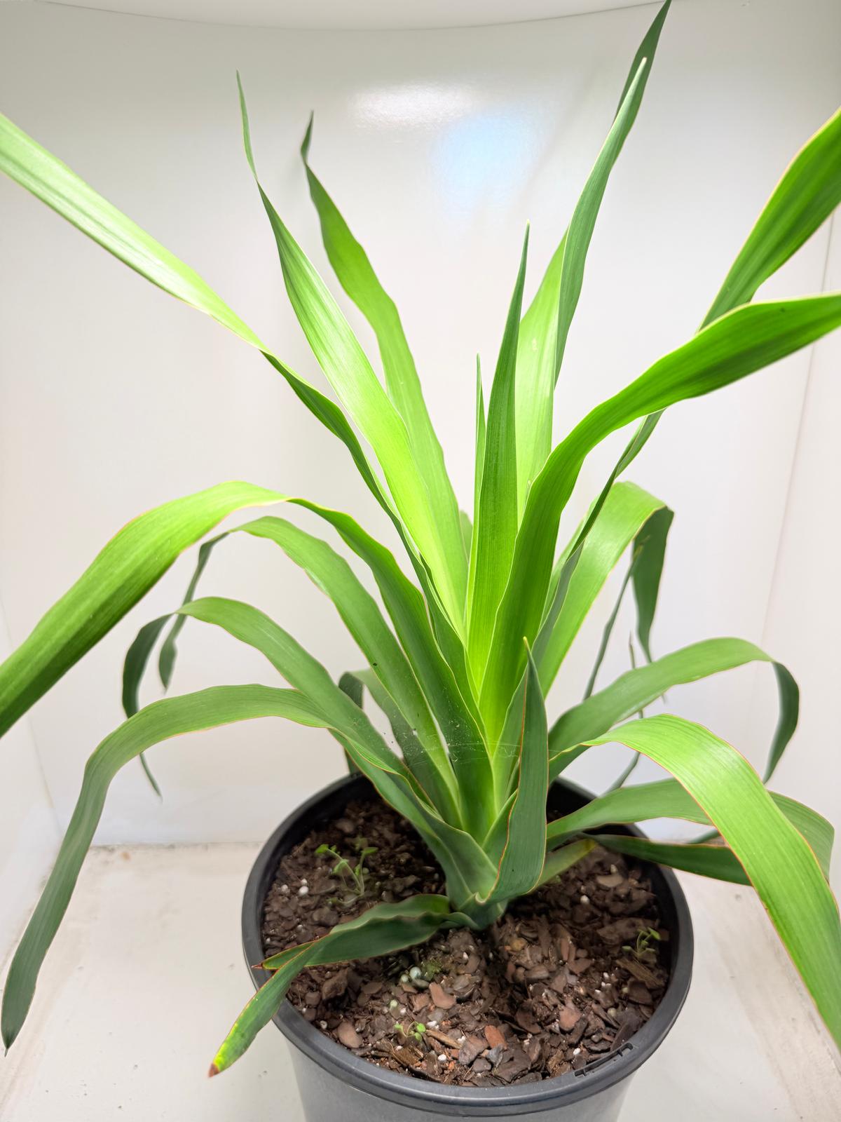 Dracaena Dragon tree | 230mm
