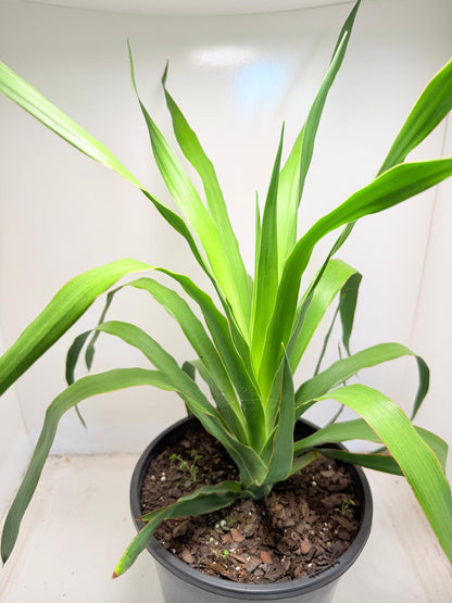 Dracaena Dragon tree | 230mm