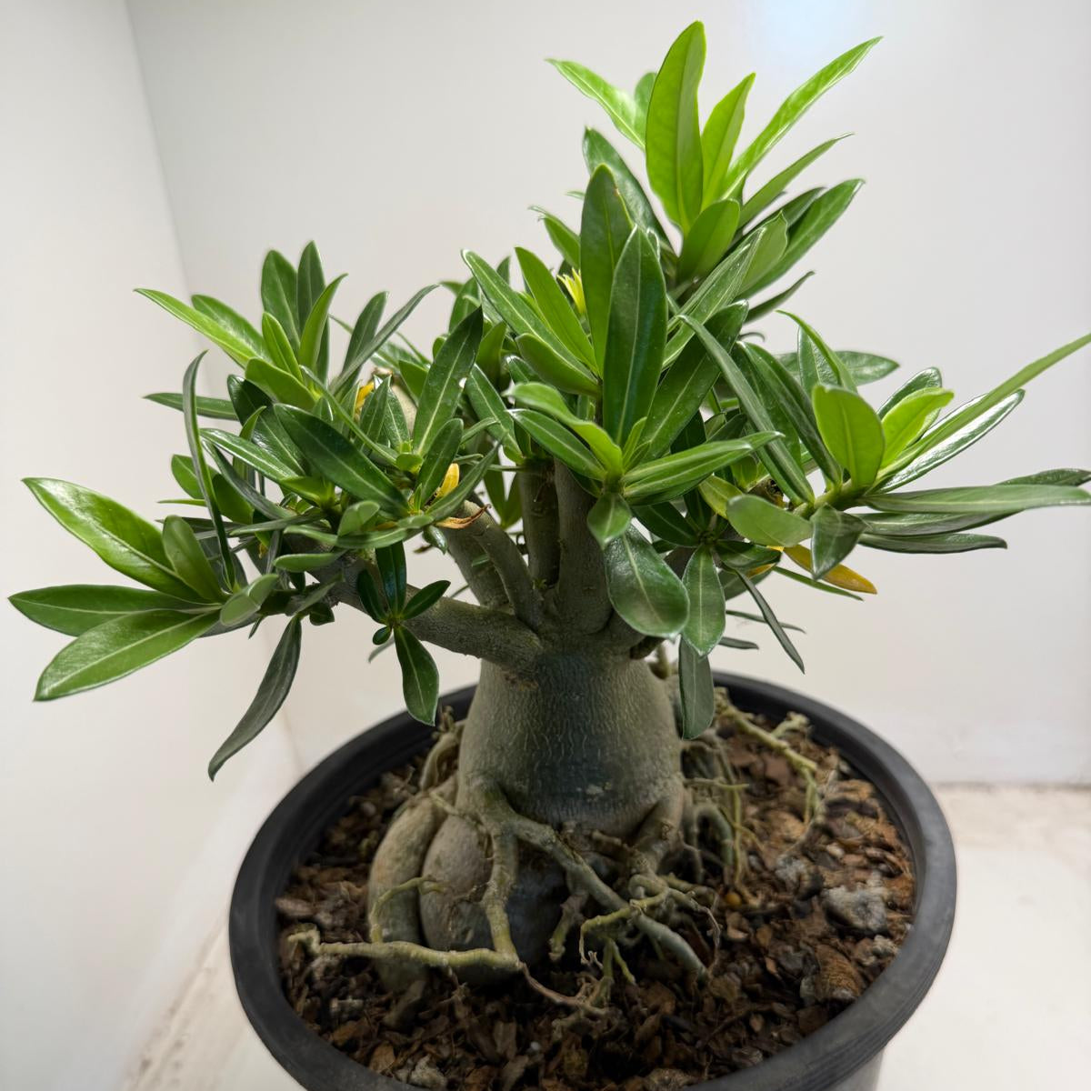 Adenium Spp Buy Desert Rose (Adenium spp.) #301 Online