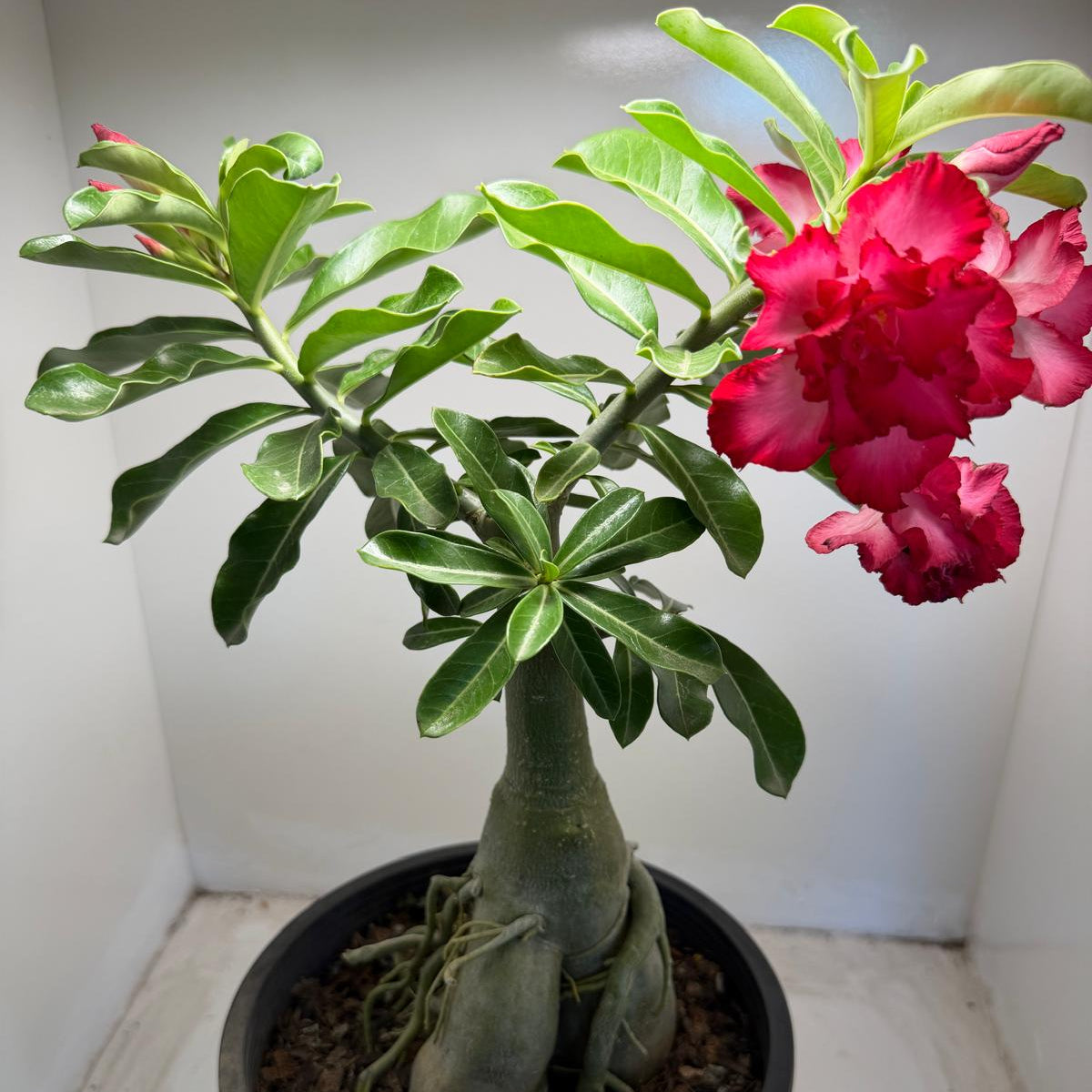 Buy Adenium Desert Rose | Plants for Home & Garden – Succulents Online