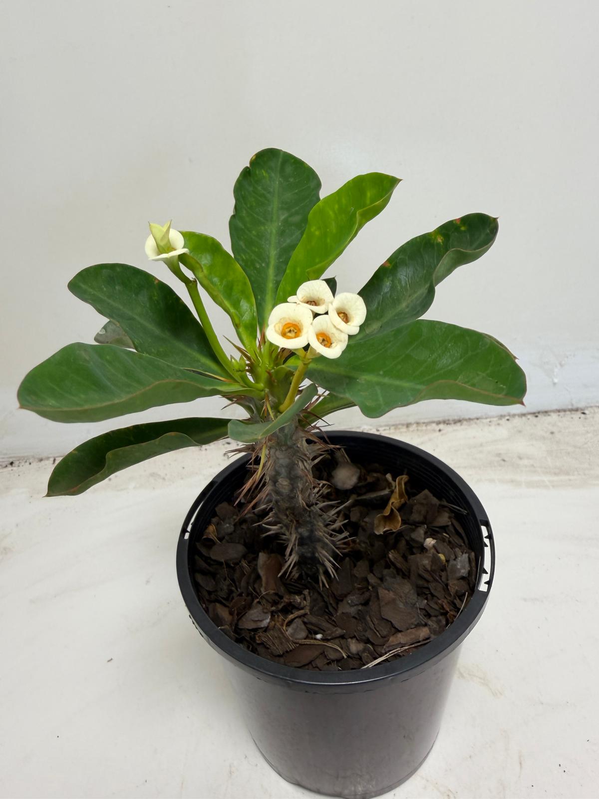 Euphorbia milli White