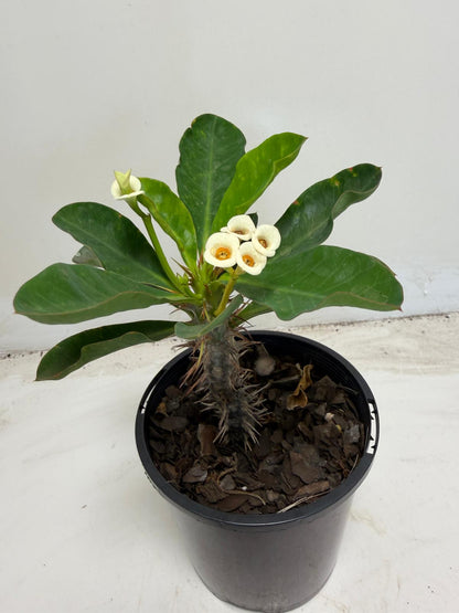 Euphorbia milli White