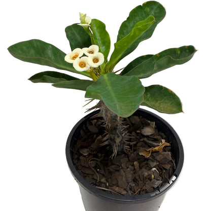 Euphorbia milli White
