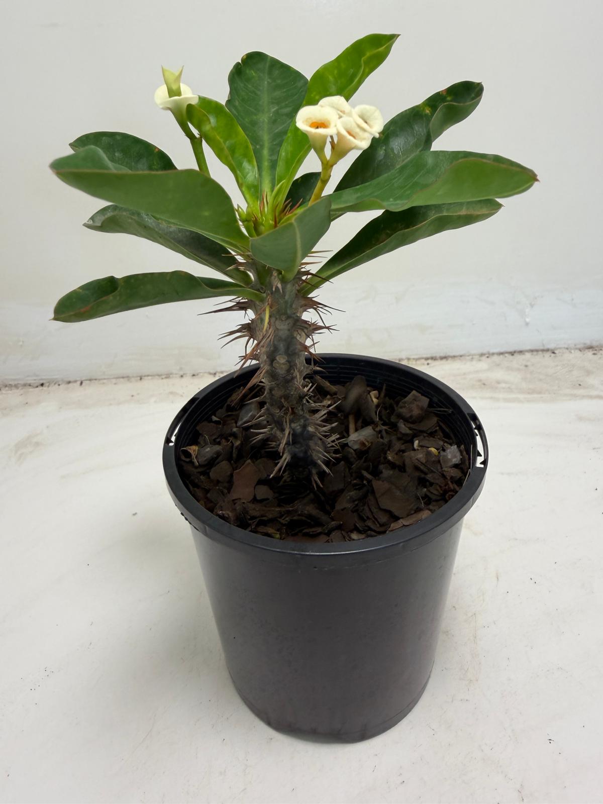 Euphorbia milli White