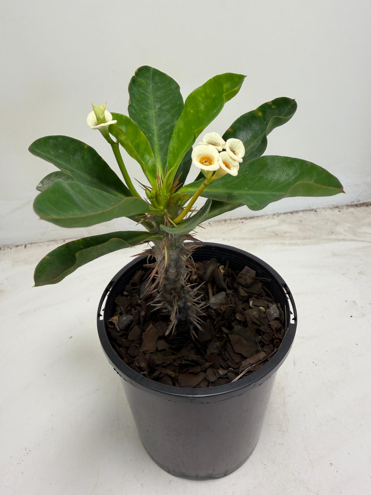 Euphorbia milli White