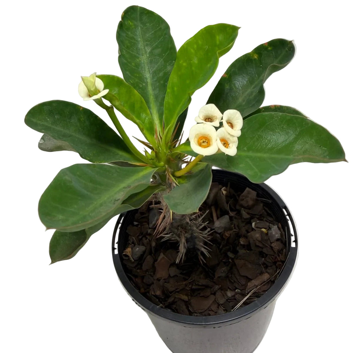 Euphorbia milli White