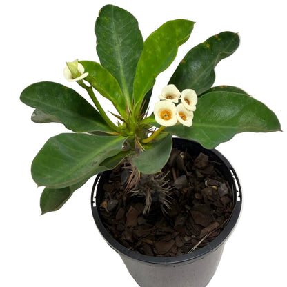 Euphorbia milli White