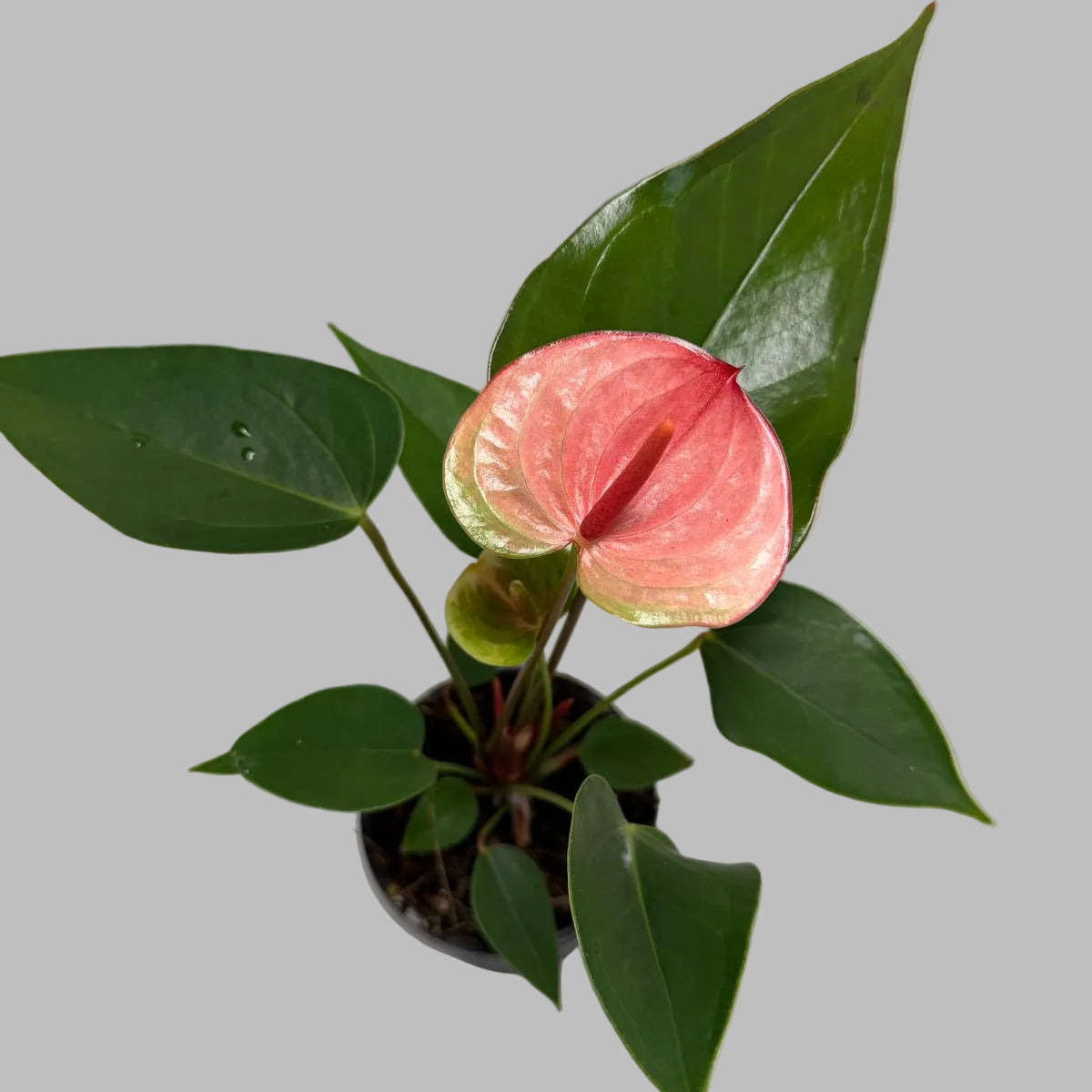 Anthurium Sunset – Vibrant Tropical Elegance - With 100mm pot
