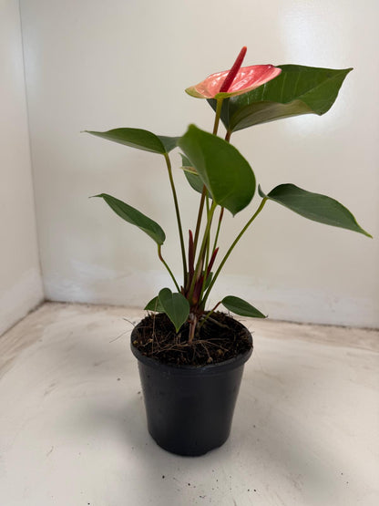 Anthurium Sunset – Vibrant Tropical Elegance - With 100mm pot