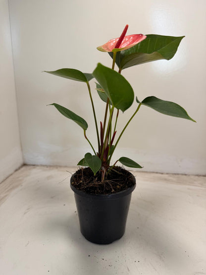 Anthurium Sunset – Vibrant Tropical Elegance - With 100mm pot