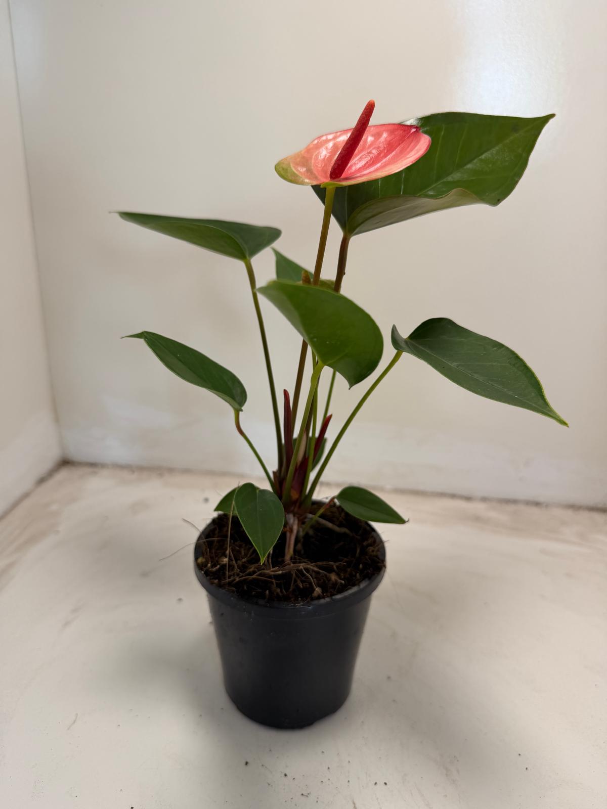 Anthurium Sunset – Vibrant Tropical Elegance - With 100mm pot