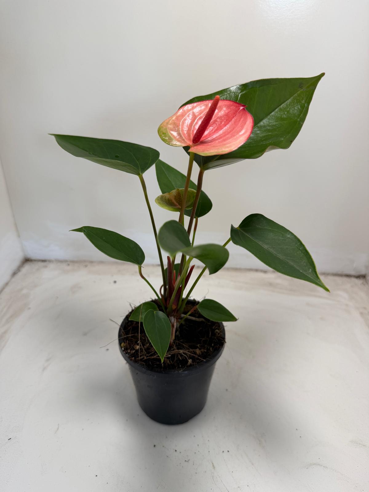 Anthurium Sunset – Vibrant Tropical Elegance - With 100mm pot