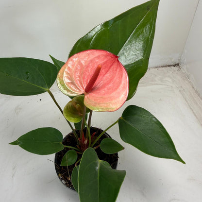 Anthurium Sunset – Vibrant Tropical Elegance - With 100mm pot