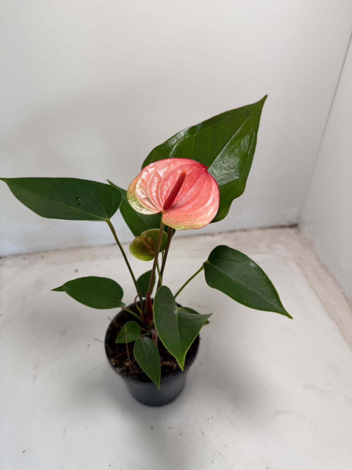 Anthurium Sunset – Vibrant Tropical Elegance - With 100mm pot