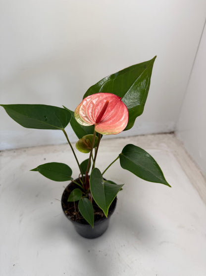 Anthurium Sunset – Vibrant Tropical Elegance - With 100mm pot