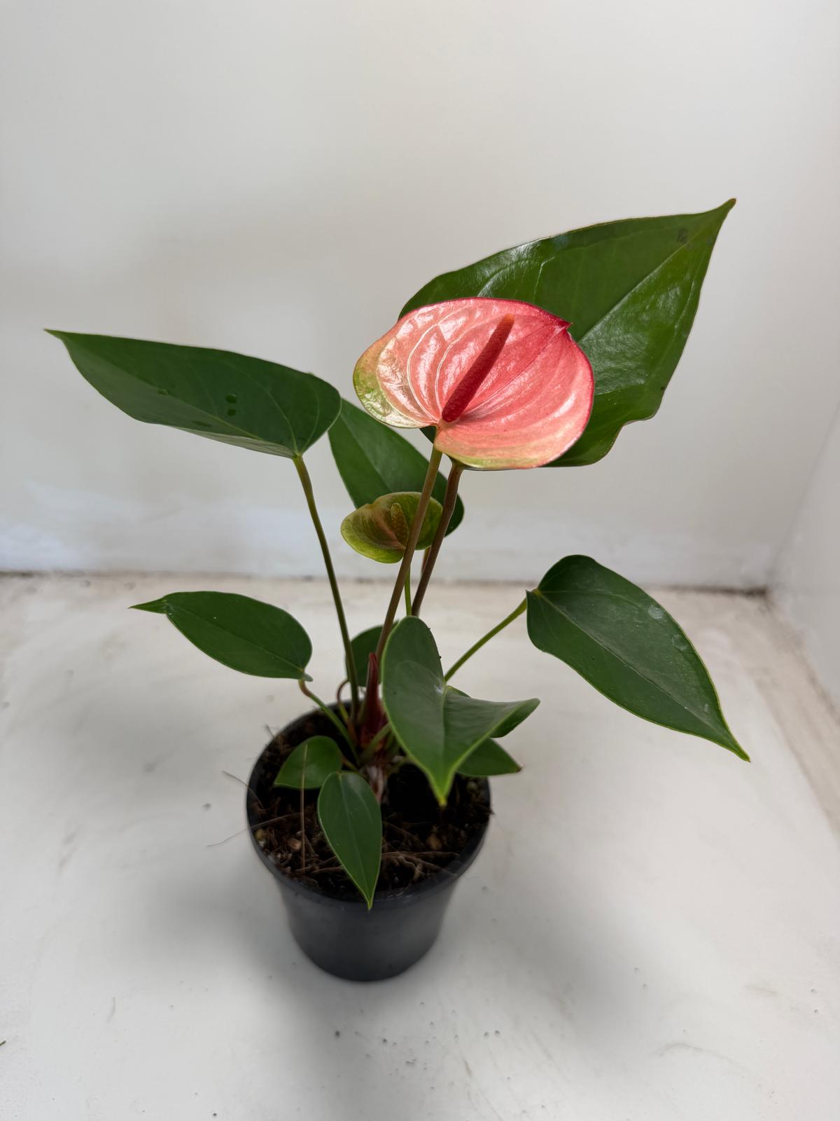 Anthurium Sunset – Vibrant Tropical Elegance - With 100mm pot