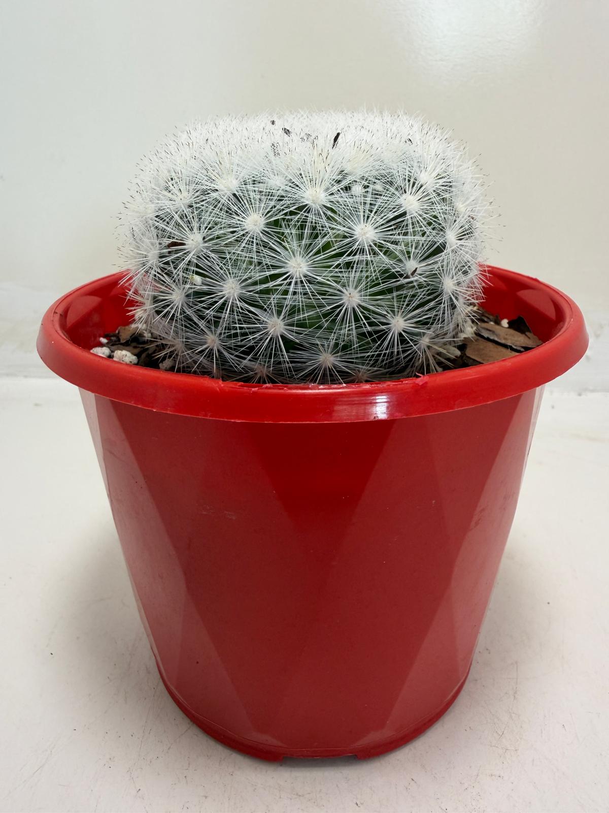 Pincushion Cactus – Mammillaria Candidia - 130mm pot size