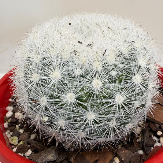Pincushion Cactus – Mammillaria Candidia - 130mm pot size