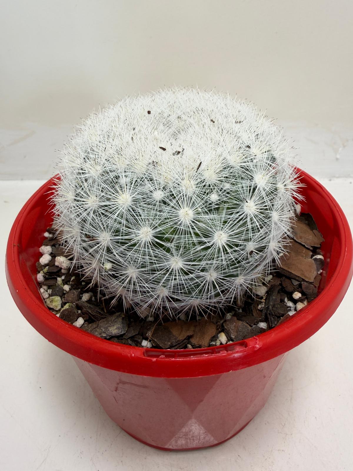 Pincushion Cactus – Mammillaria Candidia - 130mm pot size