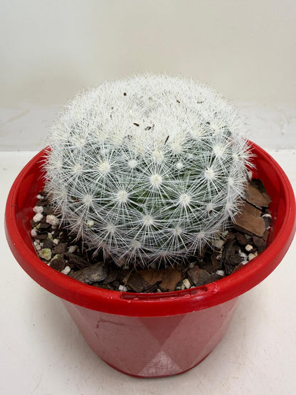 Pincushion Cactus – Mammillaria Candidia - 130mm pot size