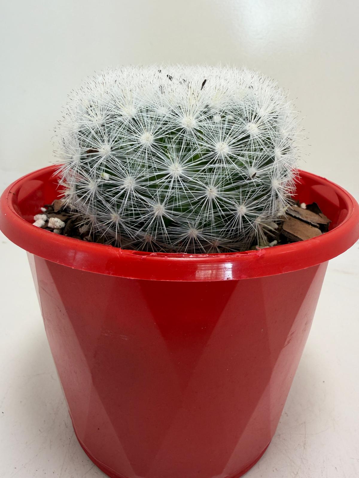 Pincushion Cactus – Mammillaria Candidia - 130mm pot size