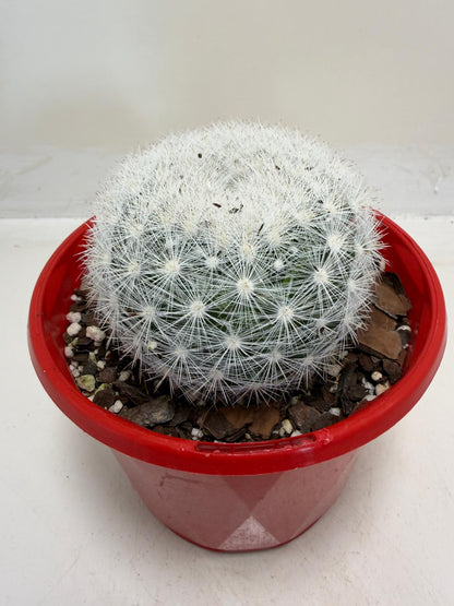 Pincushion Cactus – Mammillaria Candidia - 130mm pot size
