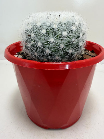 Pincushion Cactus – Mammillaria Candidia - 130mm pot size